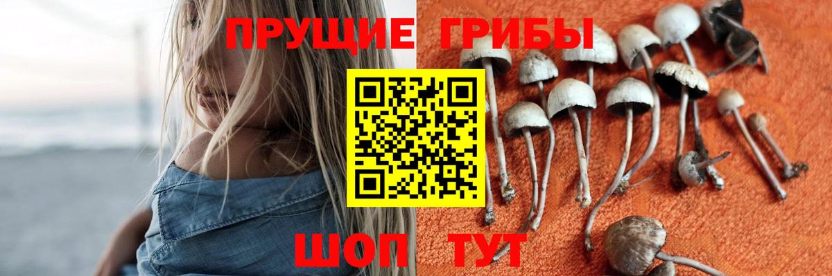 Галлюциногенные грибы Psilocybe  Вход с VPN  Фрязино 